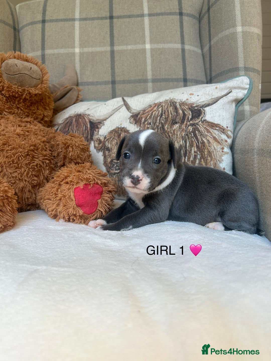 Staffordshire Bull Terrier dogs for sale: STAFFORDSHIRE BULL TERRIERS💚 - Image 3
