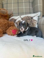 Staffordshire Bull Terrier dogs - Advert 1