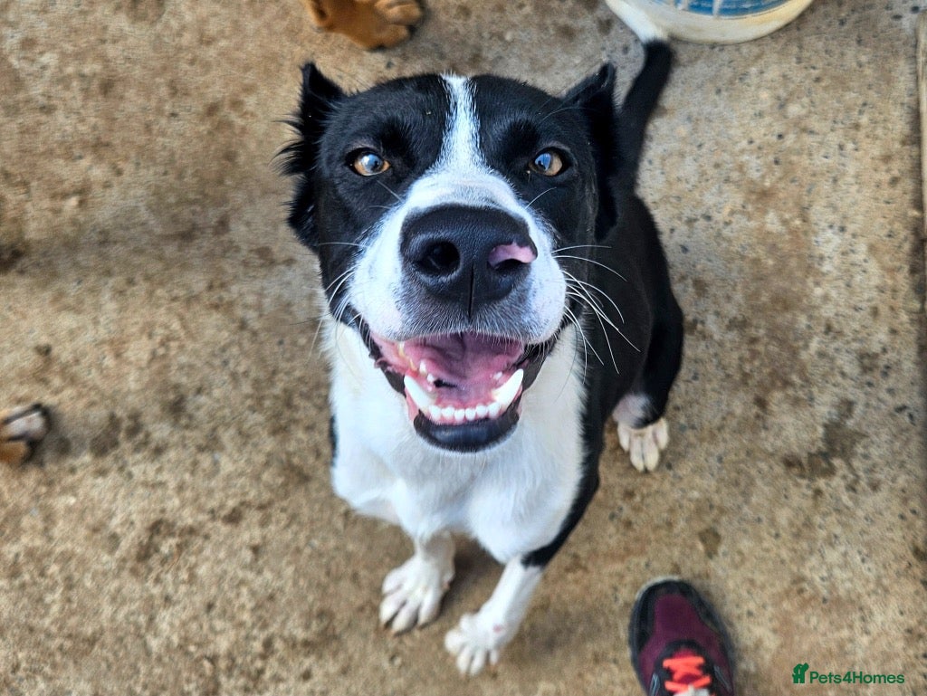 Mixed Breed dogs Adopt Arlo!  Your new best friend in the making in Grimsby - Advert 1