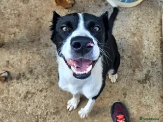 Mixed Breed dogs Adopt Arlo! Your new best friend in the making in Grimsby - Advert 1