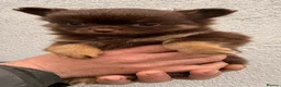 Pomchi dogs for sale: Stunning Chocolate Pomchi  - Advert 8