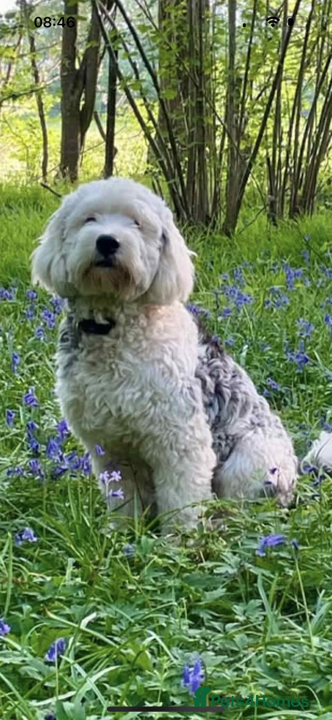 Sheepadoodle dogs for sale: unique sheepadoodles due - Image 25
