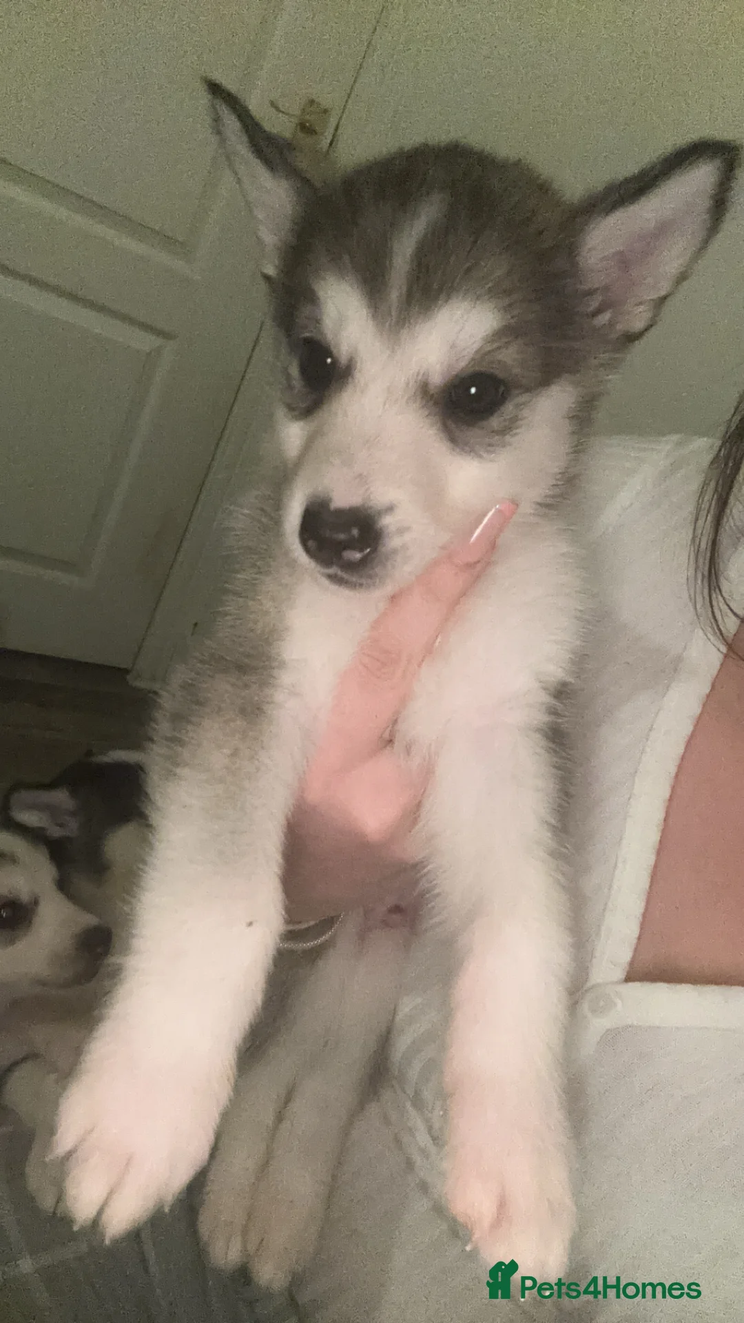 Siberian Husky dogs for sale: 6 beautiful Siberian husky’s🩷 - Advert 6