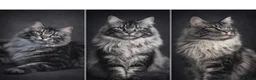 Maine Coon cats for sale: Beautiful mainecoon/polydactol babies  in Liversedge - Advert 2