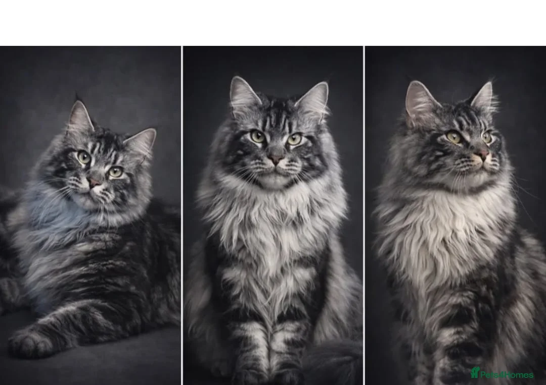 Maine Coon cats for sale: Beautiful mainecoon/polydactol babies  in Liversedge - Advert 2