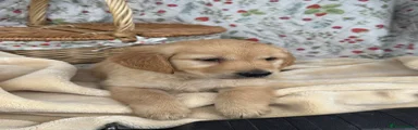 Golden Retriever 8