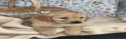 Golden Retriever dogs for sale: KC registered golden retriever for sale  - Advert 13