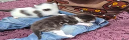 Mixed Breed cats for sale: 3 kittens   9 weeks old  - Advert 14