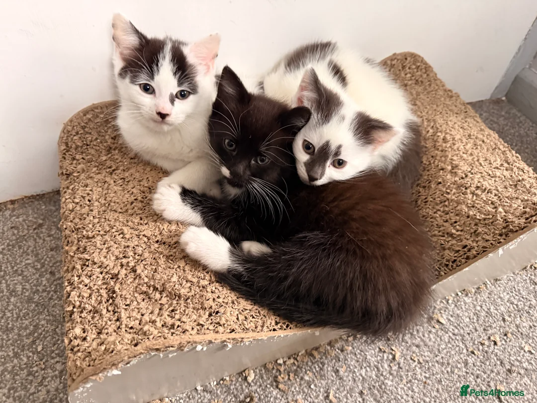 Mixed Breed cats for sale: 3 super friendly girls  - Advert 13