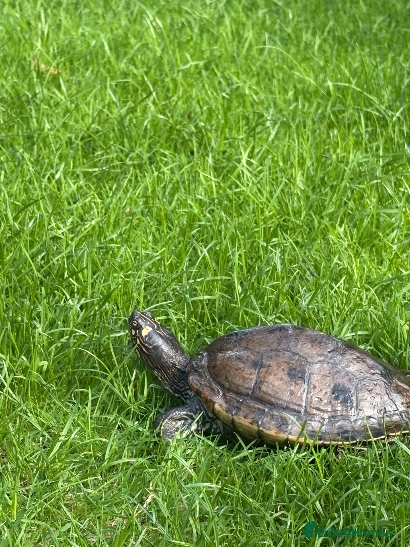 Turtle reptiles False map turtle  - Advert 1