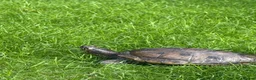 Turtle reptiles for sale: False map turtle  in Liverpool - Advert 1