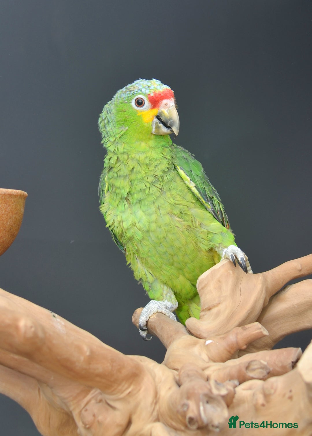 Parrots birds for sale: Talking Parrot and bird Available - Advert 6