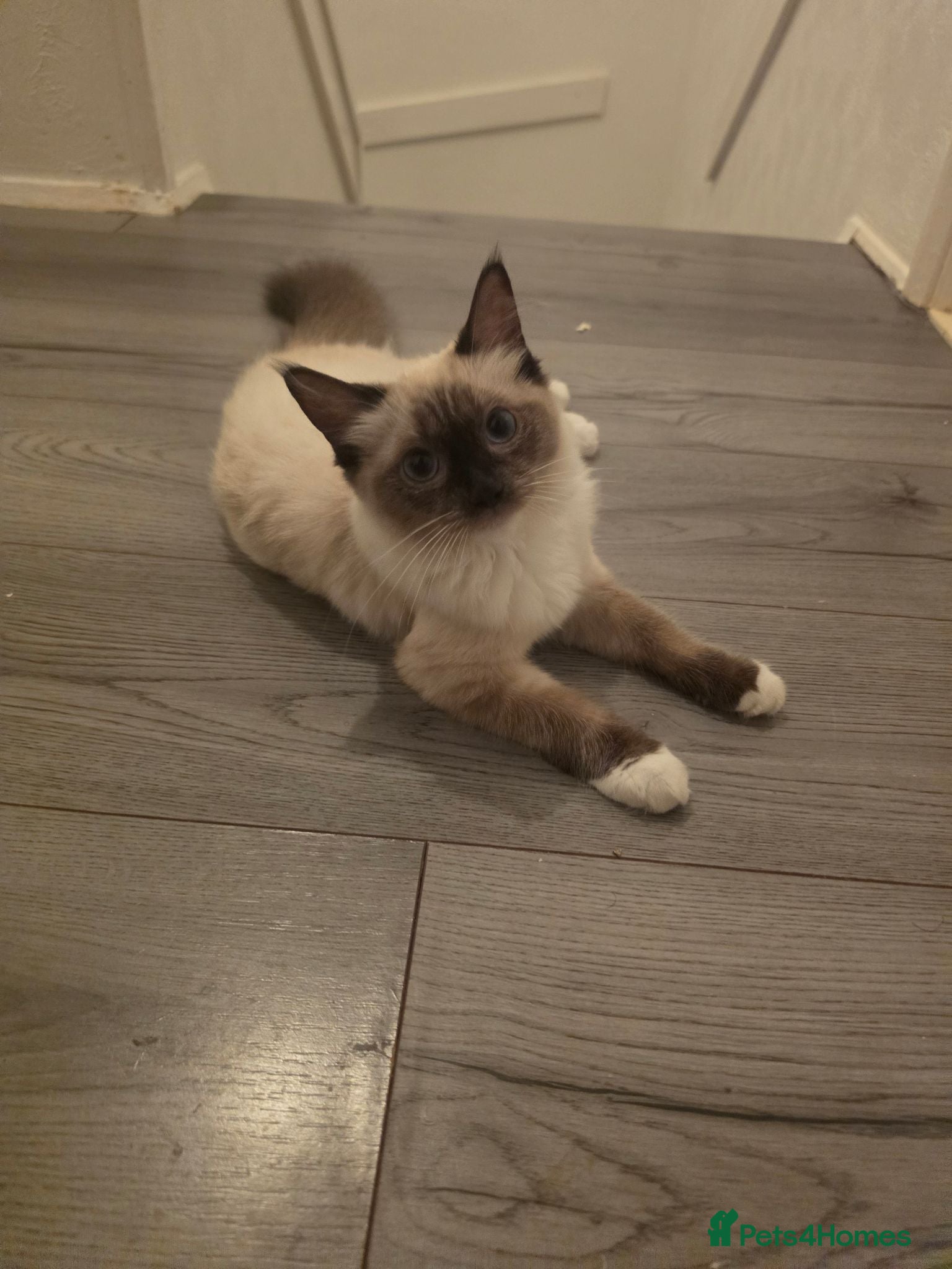 Ragdoll cats Full pedigree female Ragdoll - Advert 14