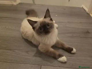Ragdoll cats Full pedigree female Ragdoll - Advert 14