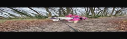 Riding pony horses for sale: introducing Beano  in Dartford - Advert 11