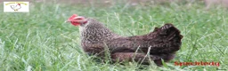 Hens poultry for sale: Laying Hens - Point of Lay - lots of colours - Advert 3