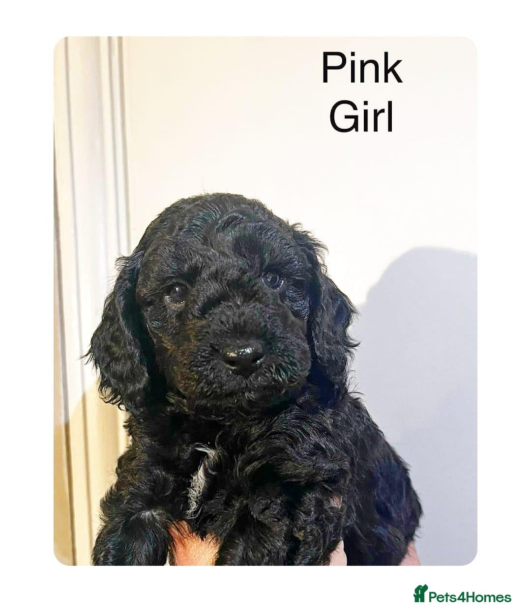 Cockapoo dogs for stud: Red f1b cockapoo in Swindon - Image 14