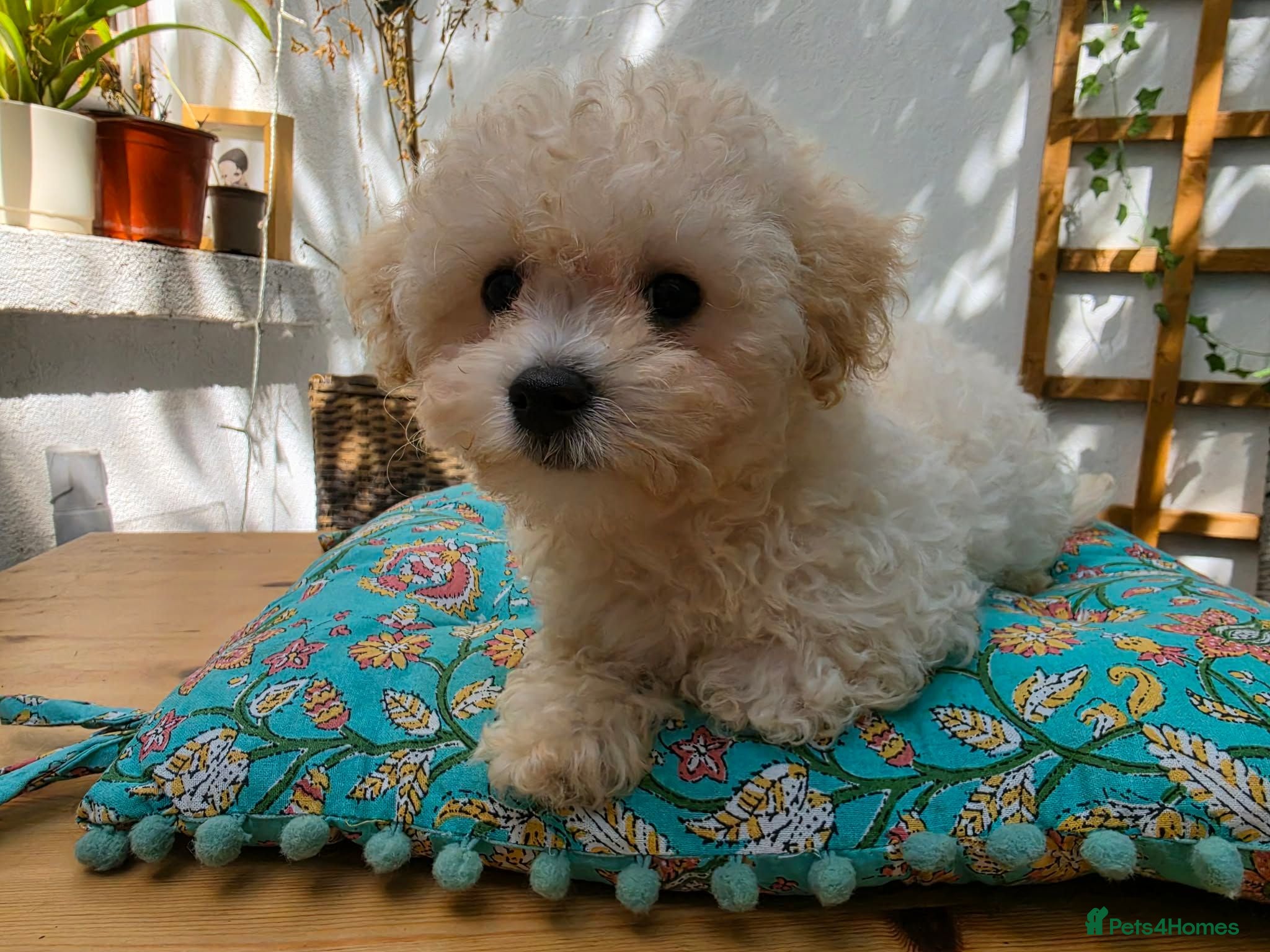 Cavapoochon dogs Beautiful Cavapoochon boy - Advert 18