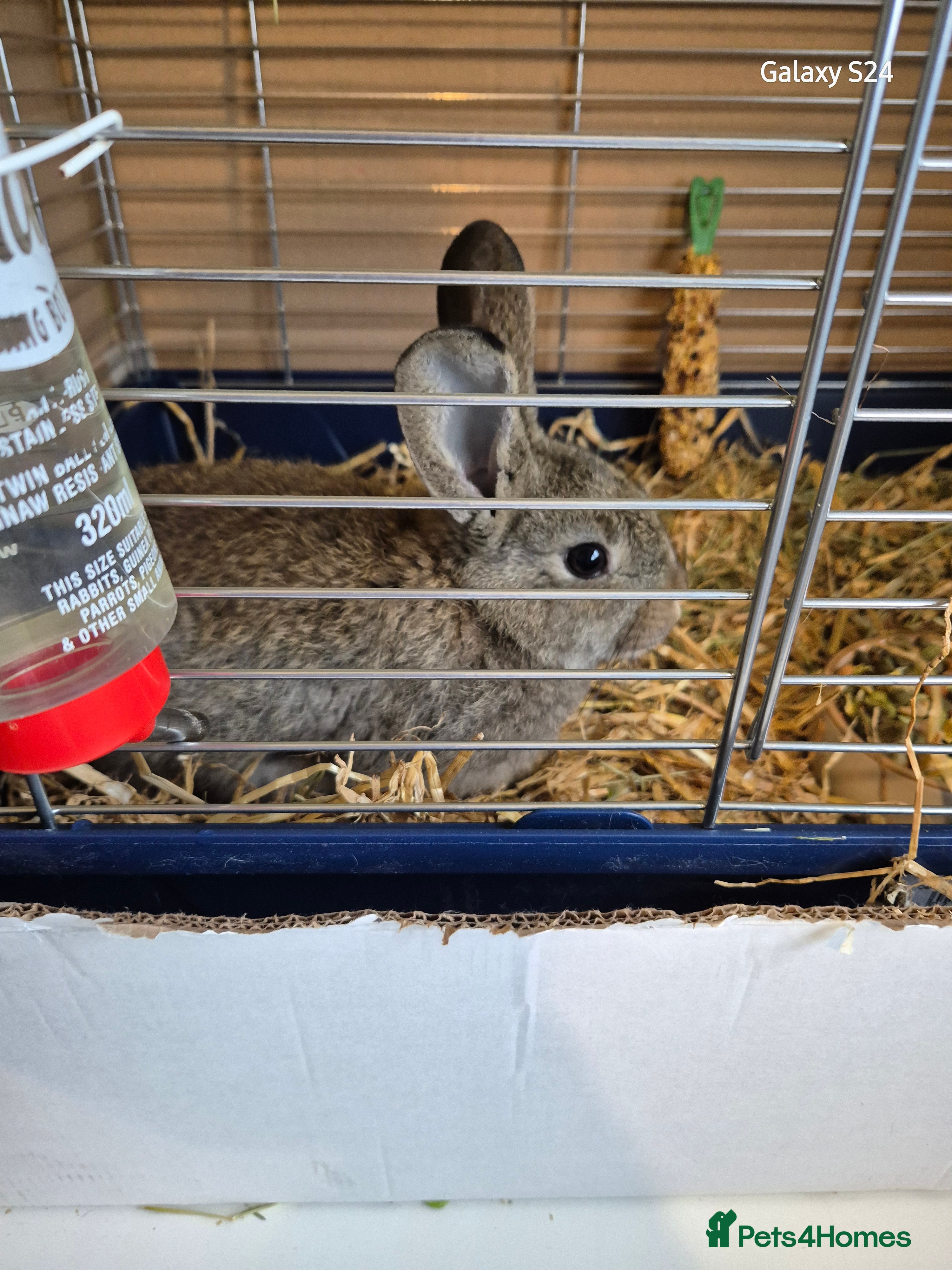 Mixed Breed rabbits Male mixes breed rabbit and indoor cage - Advert 5