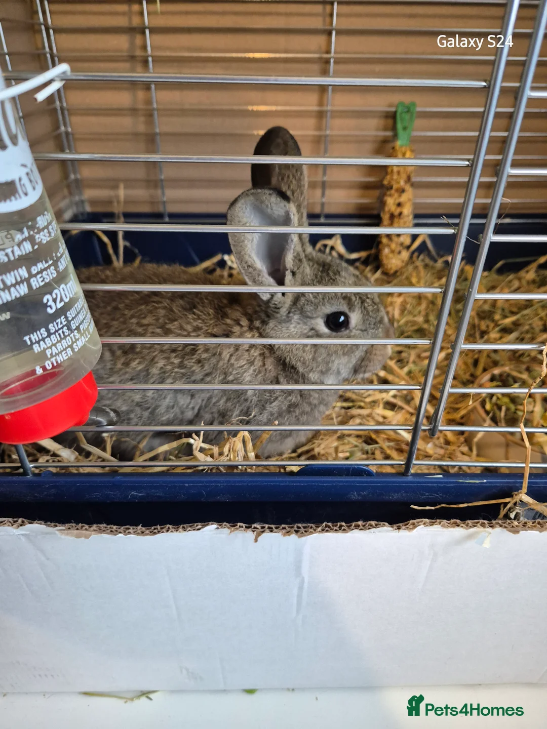 Mixed Breed rabbits for sale: Male mixes breed rabbit and indoor cage - Advert 1