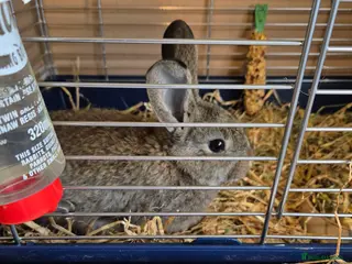 Mixed Breed rabbits Male mixes breed rabbit and indoor cage - Advert 5