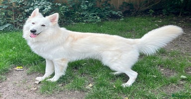 White Swiss Shepherd dogs White Swiss Shepherd Dog at Stud (Long Coat) in Nelson - Advert 8