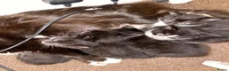 Mixed Breed cats for sale: Kittens for sale in Falkirk - Advert 10