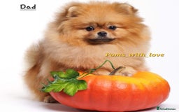 Pomeranian dogs for sale: Super tiny 2 Girls & a boy 💙💓 - Image 7