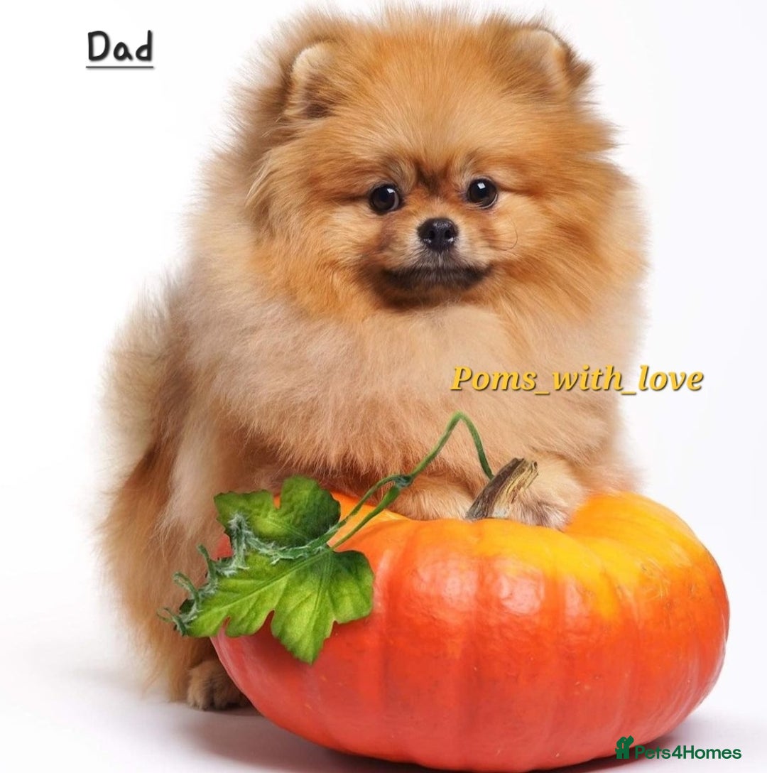 Pomeranian dogs for sale: Super tiny 2 Girls & a boy 💙💓 - Image 7