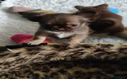 Chihuahua dogs for sale: Only one beautiful boy left,he's totally stunning  - Image 33