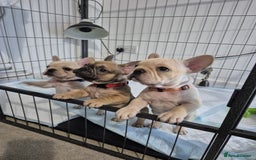 French Bulldog dogs for sale: Gorgeous French bulldog puppies Just 1 girl left!  - Advert 7