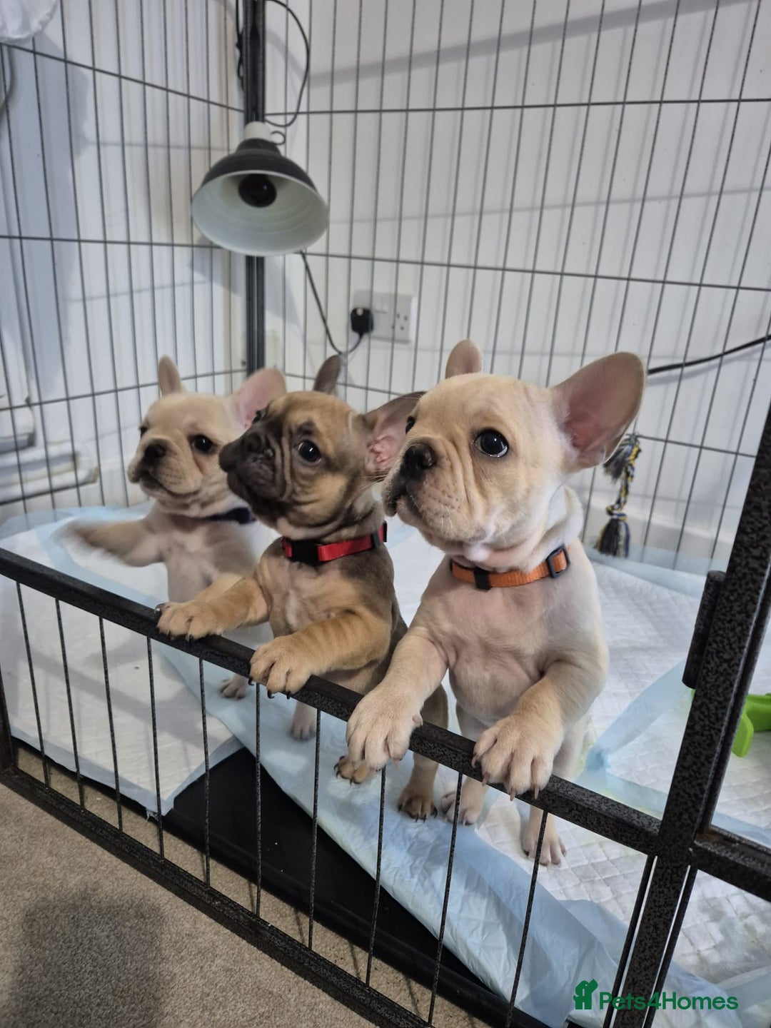French Bulldog dogs for sale: Gorgeous French bulldog puppies Just 1 girl left!  - Advert 7