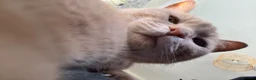 Mixed Breed cats for sale: 2 female cats - Advert 1