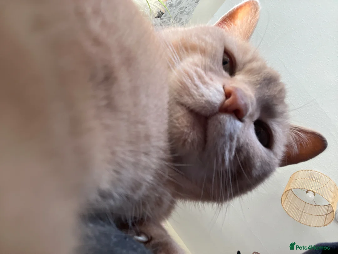 Mixed Breed cats for sale: 2 female cats - Advert 1