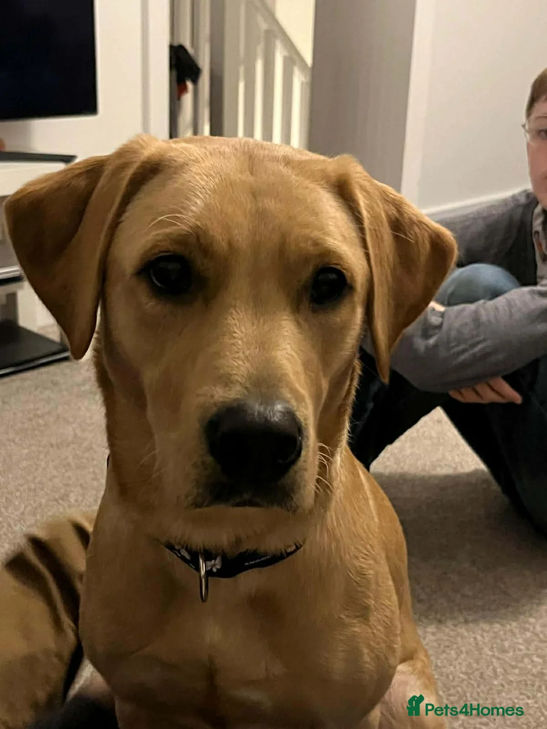 Labrador Retriever dogs for sale: Beautiful Labrador Girl - Advert 4