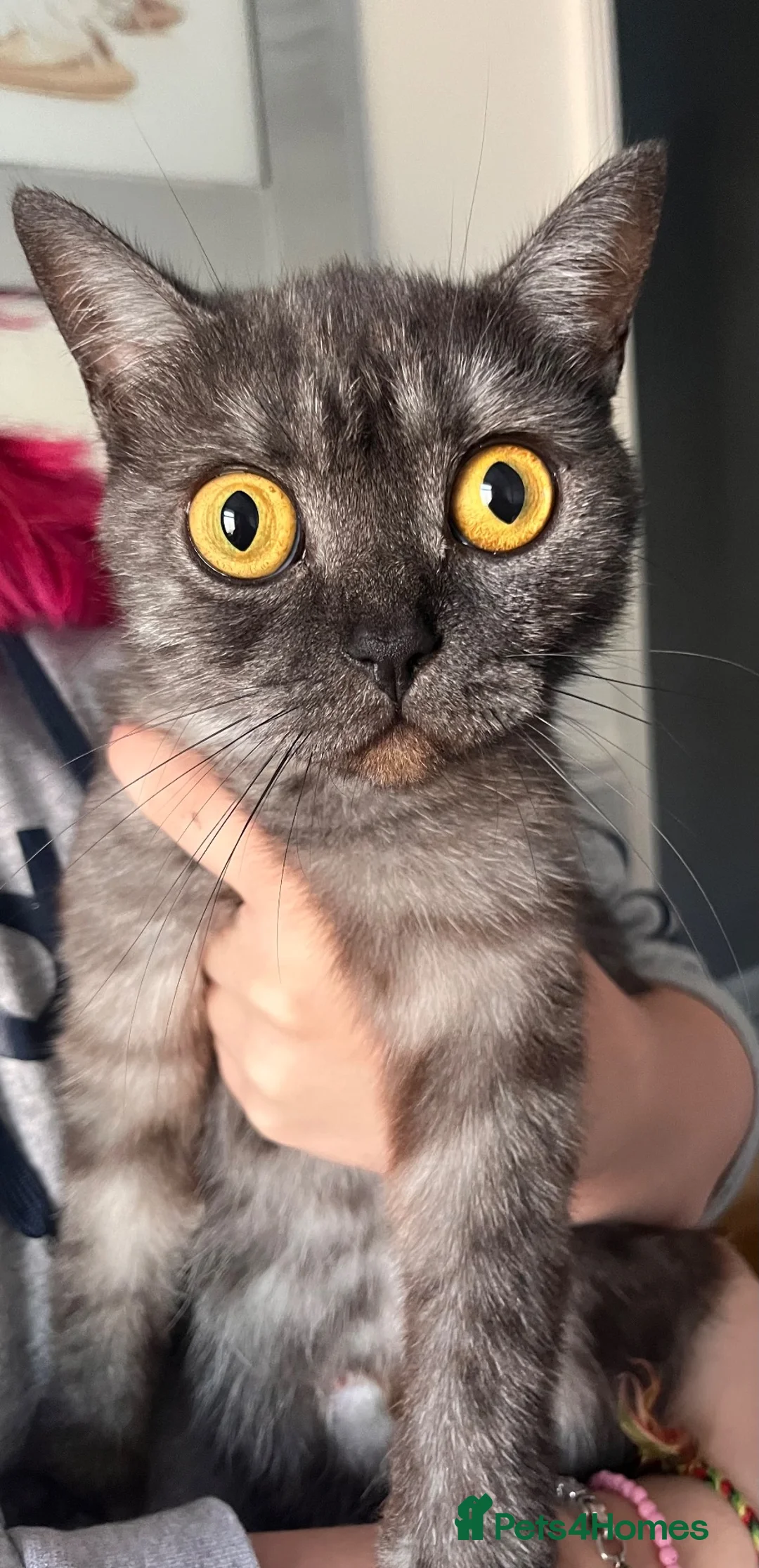 British Shorthair cats for sale: british short hair cross kittens!  - Advert 1