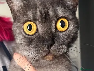 British Shorthair cats british short hair cross kittens! - Advert 2