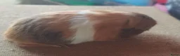 Guinea Pig rodents for sale: Sheltie sows - Advert 1