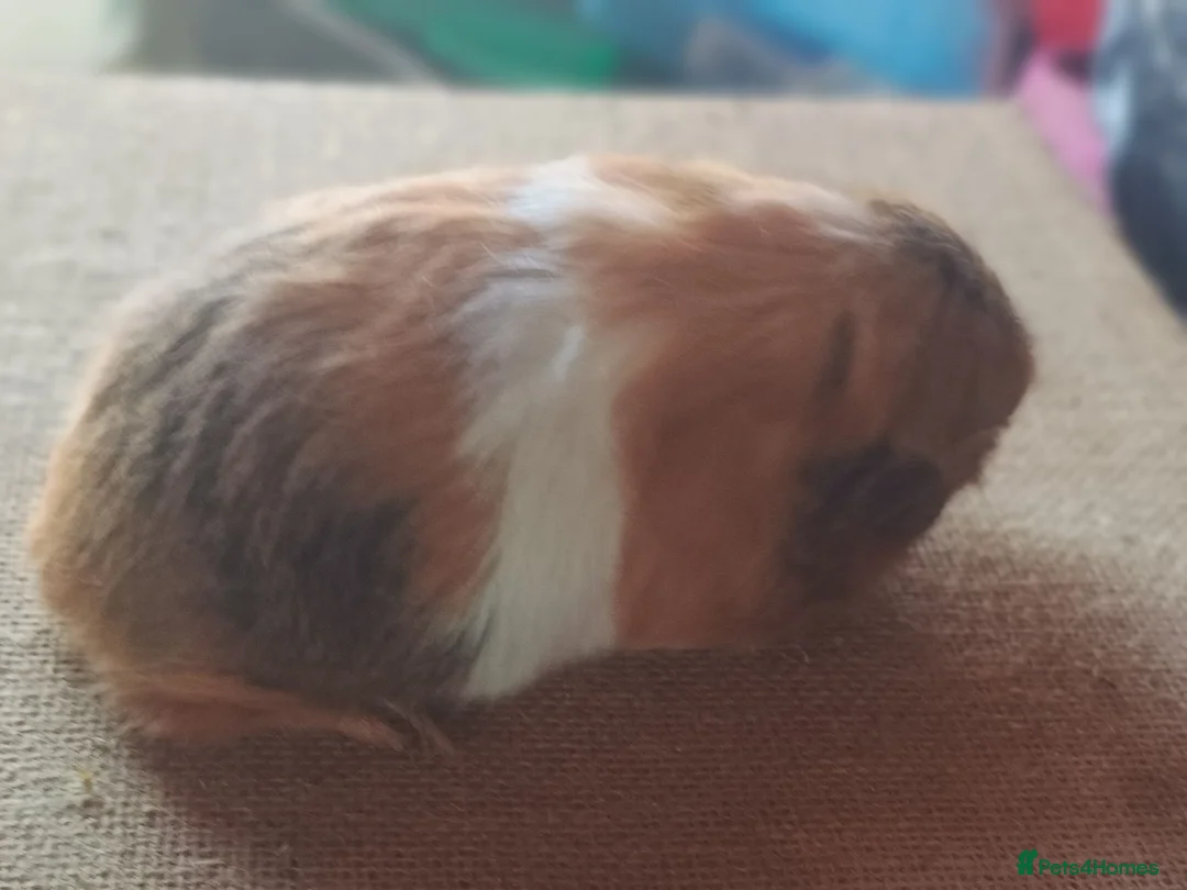 Guinea Pig rodents for sale: Sheltie sows - Advert 1