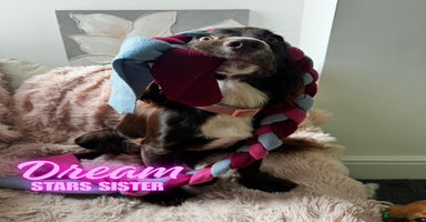 Cocker Spaniel dogs - Advert 5