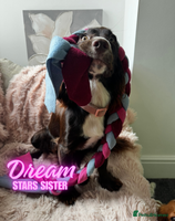 Cocker Spaniel dogs - Advert 2