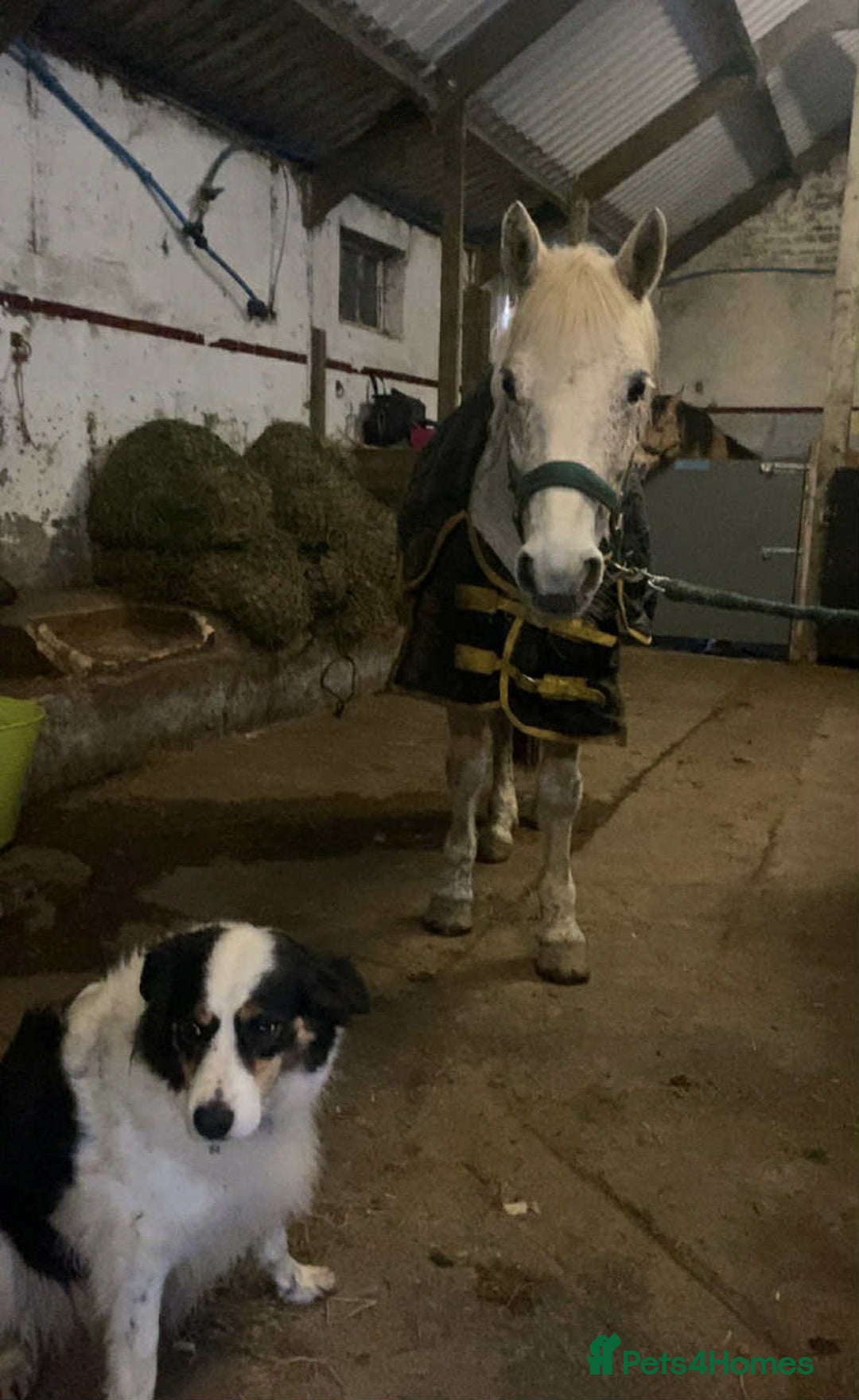 Connemara horses for sale: Abros 🫶🏻🥕 - Image 11