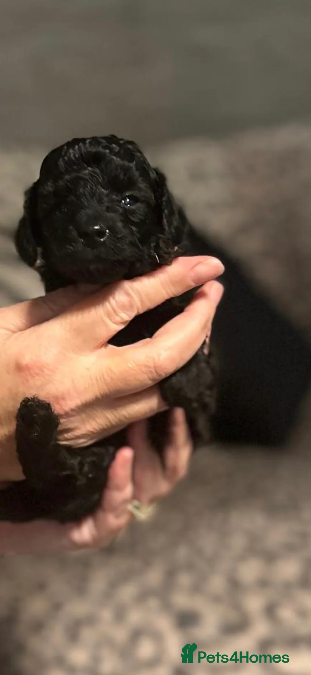 Toy Poodle dogs for sale: Toy Poodle - Advert 5