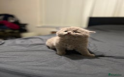 British Shorthair cats for sale: British shorthair blue and lilac  - Image 6
