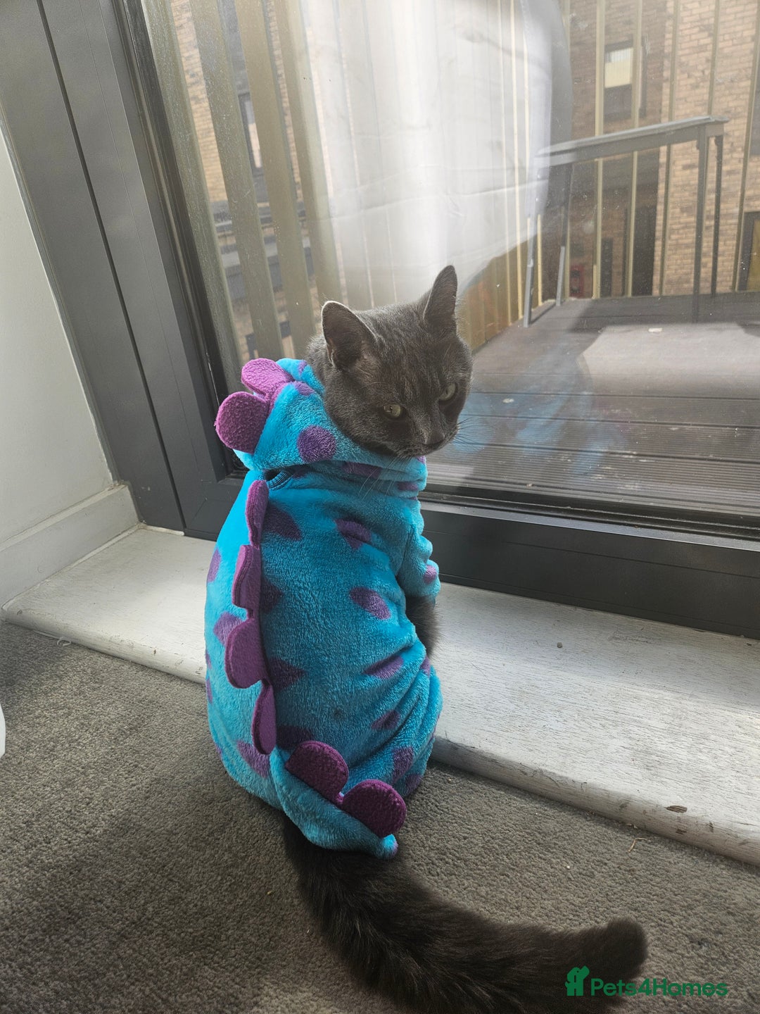 Mixed Breed cats for sale: 2 cats - Advert 6