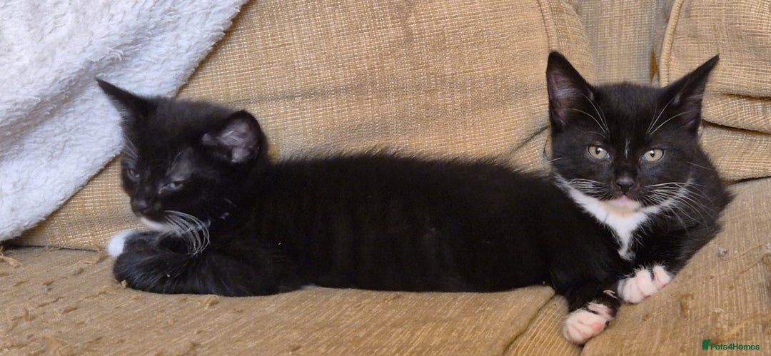 Mixed Breed cats for sale: KITTENS-LONG HAIRED - Image 4