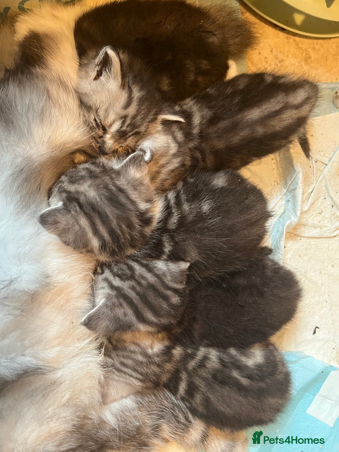 Persian cats for sale: Persian xx ragdolls in Hawes - Image 2