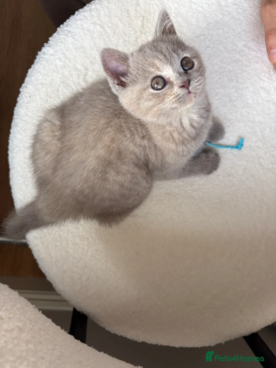 British Shorthair cats for sale: 🩷8 week old Lilac British Shorthair kitten🩷 - Advert 2