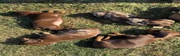 Miniature Dachshund dogs for sale: Tan Miniature dachshunds  - Advert 2