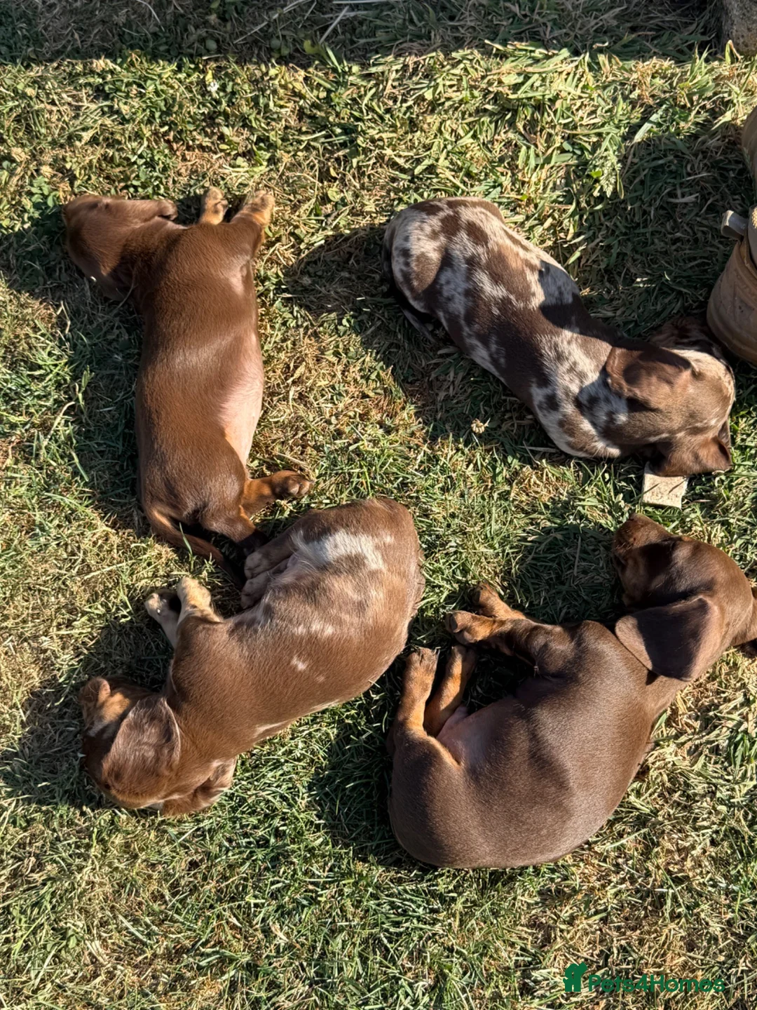 Miniature Dachshund dogs for sale: Tan Miniature dachshunds  - Advert 2